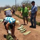 #10056 Limoeiro capacita produtores no plantio de palma forrageira