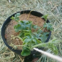 #10073 Pesquisa de Agronomia é destaque internacional