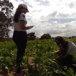 #11261 Docente de Agricultura desenvolve pesquisa com cultivo de abobrinhas