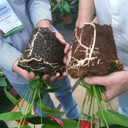 #11295 Docente participa de curso de manejo de nutrientes