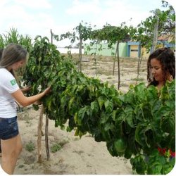 #11372 Projeto de alternativa de cultivo agrícola é elaborado em Tianguá