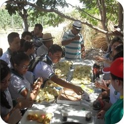 #11455 Alunos visitam plantação de maçãs