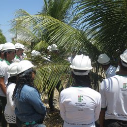 #11662 Estudantes de Agricultura visitam empresa produtora de coco