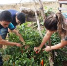 #13300 Estudantes cultivam horta solidária no campus