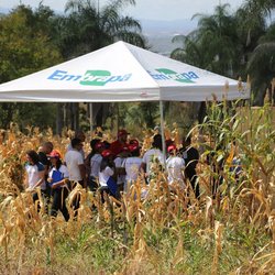 #14636 Dia de campo debate alternativas de alimentação para rebanhos