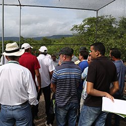 #14745 Agricultores recebem manivas de mandioca cultivadas pelo campus