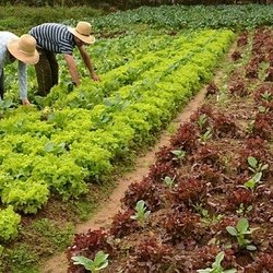 #16186 Divulgada chamada para aquisição de produtos da agricultura familiar