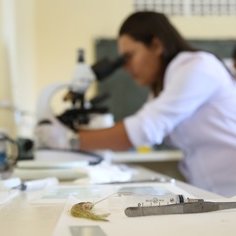 #18006 Programa PSF Camarão atua em três municípios