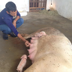 #1912 Cresce o número de animais do campus de Umirim