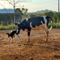 #2087 Cresce o rebanho bovino do campus de Umirim