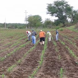 #8380 Pesquisa adapta modelo agropecuário ao semiárido