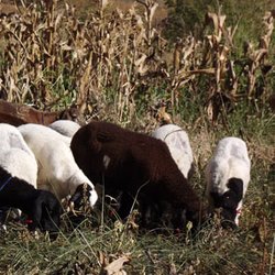 #8504 Dia de campo apresenta sistema agropecuário