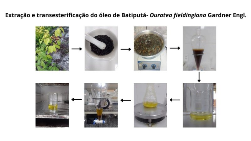Extração do óleo de batiputá