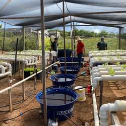 Hidroponia Boa Viagem 2 (divulgação)