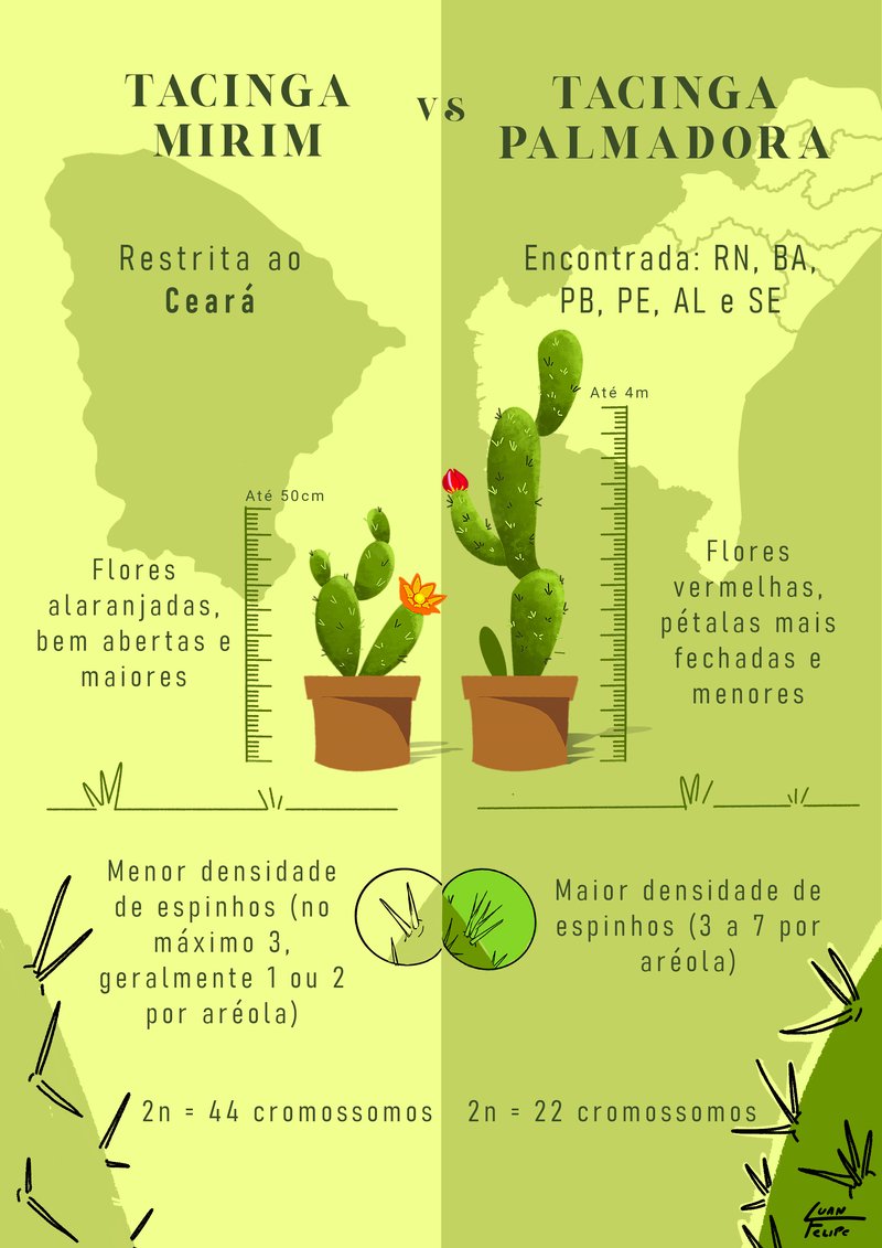 Infográfico - reportagem cacto em extinção