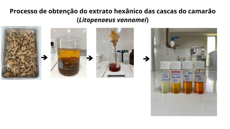 Processo de obtenção do extrato hexânico das cascas de camarão
