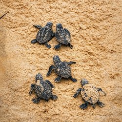 Rede Maré Viva acompanha nascimento de tartarugas marinhas em Paracuru (1)