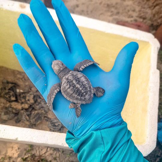 Registro inédito de espécie tartaruga-oliva em Paracuru pelo IFCE (2)