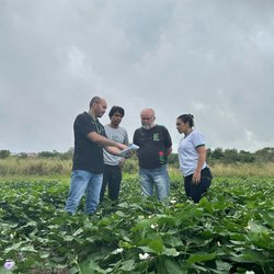 Projeto_feijão-caupi