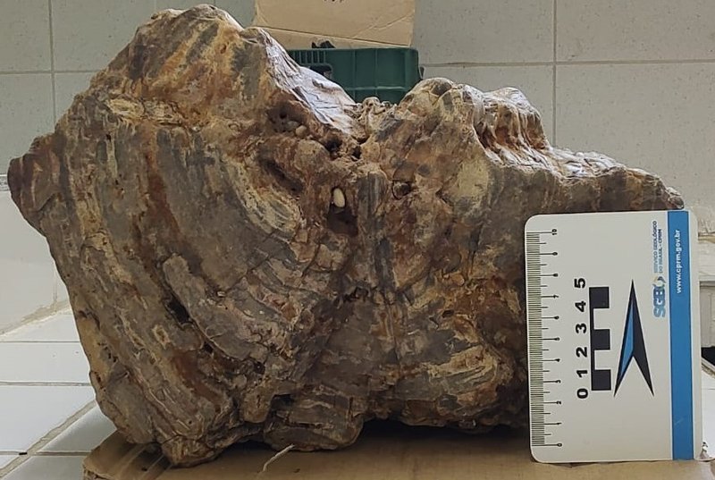 Tronco fóssil localizado em Jaguaribe