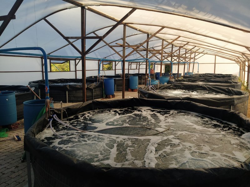 labiaq 2